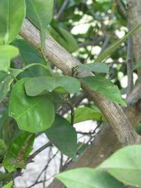              Shade leaves (Winter Haven, FL)       