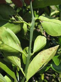            First year twig (Winter Haven, FL)   