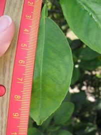              Unifoliolate leaf (Winter Haven, FL)       