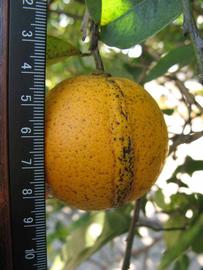            Fruit (Winter Haven, FL)   