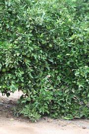            Habit (Riverside, CA)   