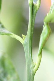            First year twig (Riverside, CA)   