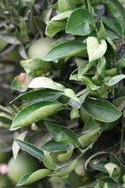              Sun leaves (Riverside, CA)       