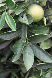              Sun leaves (Riverside, CA)       