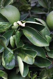              Sun leaves (Riverside, CA)       