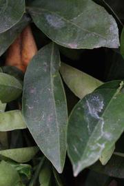             Shade leaves (Riverside, CA)       
