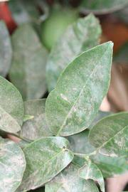              Sun leaves (Riverside, CA)       