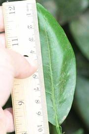              Unifoliolate leaf (Riverside, CA)       
