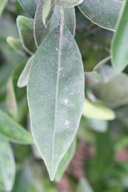              Unifoliolate leaf (Riverside, CA)       