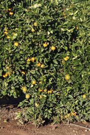            Habit (Riverside, CA)   