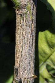              Second - third year twig (Riverside, CA)       