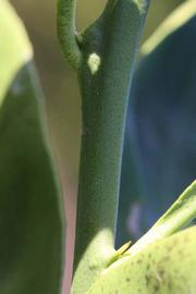              First year twig (Riverside, CA)       