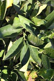            Sun leaves (Riverside, CA)   