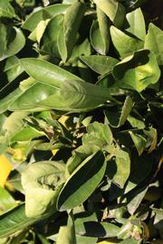            Sun leaves (Riverside, CA)   