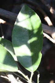              Unifoliolate leaf (Riverside, CA)       