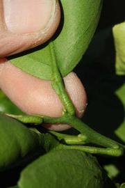              Petiole (Riverside, CA)       