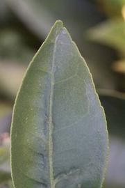              Margin (Riverside, CA)       