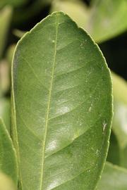              Margin (Riverside, CA)       