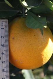            Fruit (Riverside, CA)   