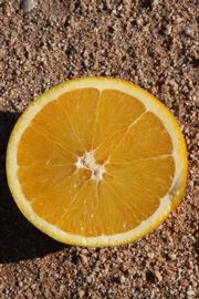            Fruit cross-section (Riverside, CA)   