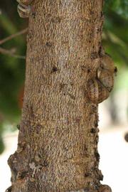            Bark (Riverside, CA)   