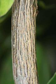              Second - third year twig (Riverside, CA)       