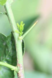            First year twig (Riverside, CA)   