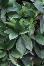              Sun leaves (Riverside, CA)       