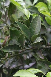              Sun leaves (Riverside, CA)       