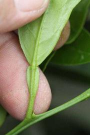              Petiole (Riverside, CA)       