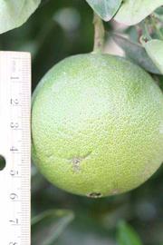            Immature fruit (Riverside, CA)   