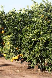            Habit (Riverside, CA)   