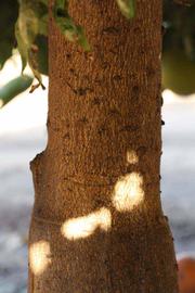              Bark (Riverside, CA)       