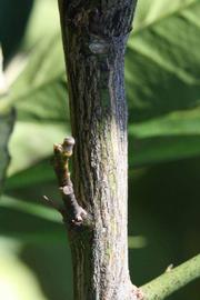              Second - third year twig (Riverside, CA)       