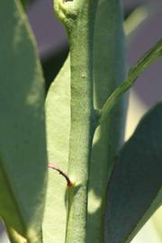              First year twig (Riverside, CA)       