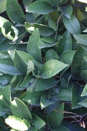            Shade leaves (Riverside, CA)   