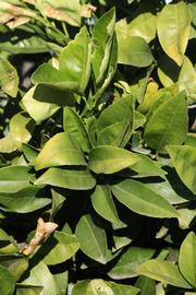            Sun leaves (Riverside, CA)   