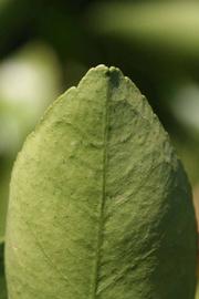              Margin (Riverside, CA)       