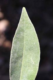              Margin (Riverside, CA)       