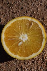            Fruit cross-section (Riverside, CA)   