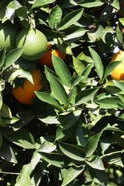              Sun leaves (Riverside, CA)       