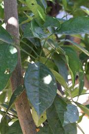            Shade leaves (Riverside, CA)   