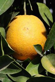            Fruit (Riverside, CA)   