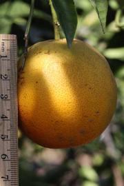            Fruit (Riverside, CA)   