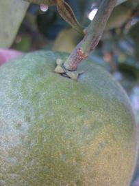            Immature fruit (Winter Haven, FL)   