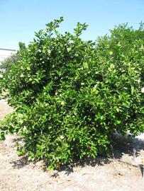            Habit (Winter Haven, FL)   