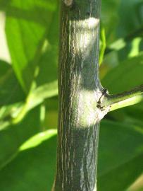              Second - third year twig (Winter Haven, FL)       