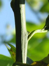            First year twig (Winter Haven, FL)   