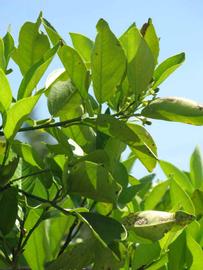              Sun leaves (Winter Haven, FL)       