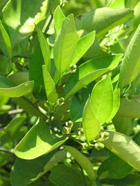             Sun leaves (Winter Haven, FL)       